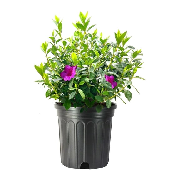 Azalea Purple Formosa 2 Extra Large 3 Gallon Plants Vibrant & Lush, Large Purple Blooms, Hardy & Adaptable Shrub for Landscapes, Gardens, or Containers, Low-Maintenance