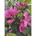 thumbnail image 1 of Azalea Purple Formosa Flower Gallon Pot, 1 of 7