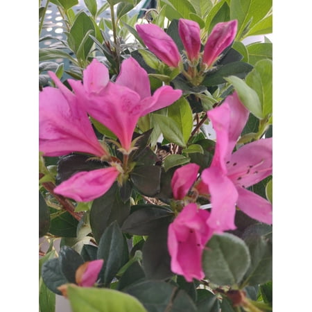 Azalea Purple Formosa Flower Gallon Pot