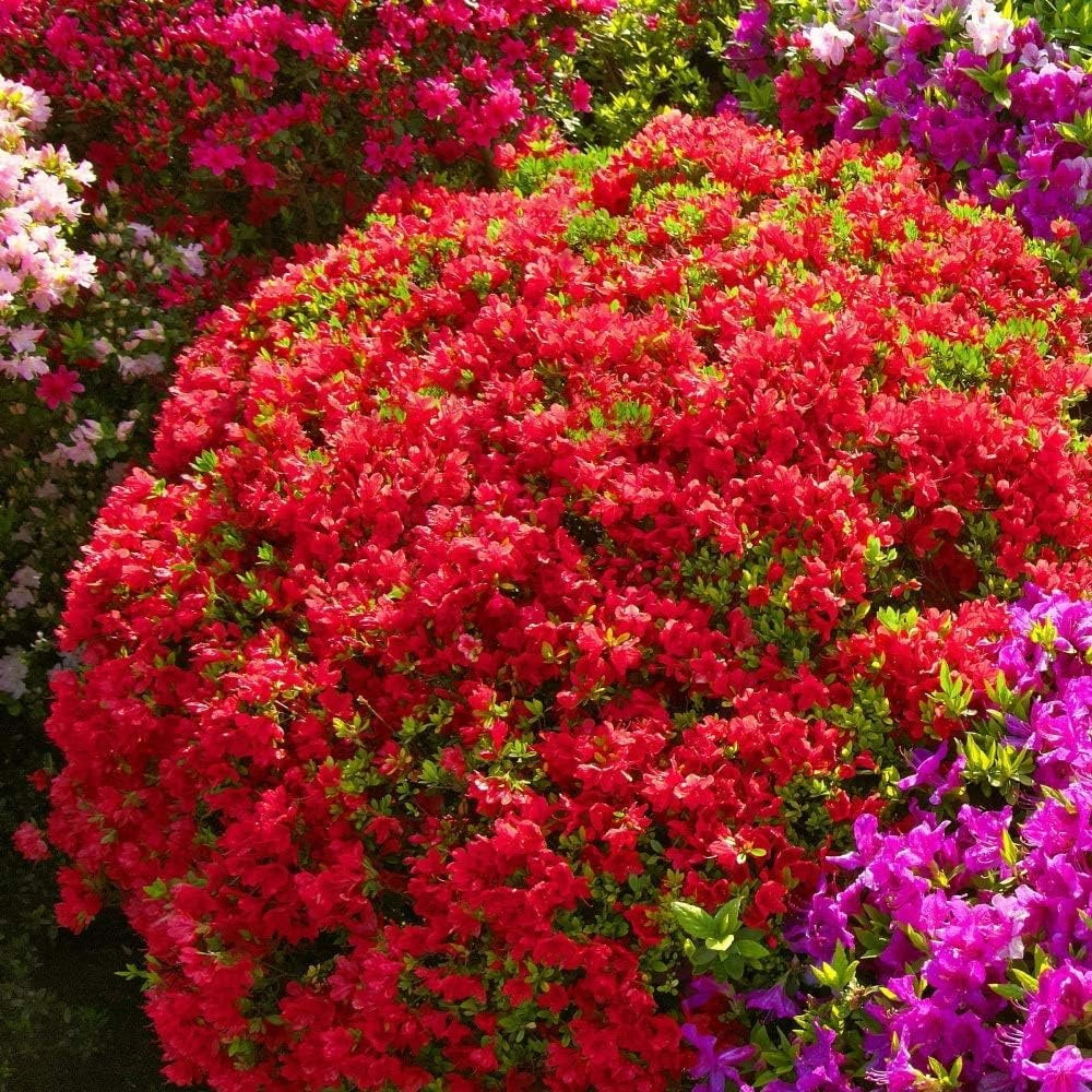 Azalea Red Formosa - 3 Live Plants - Red Flowering Rhododendron