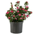 thumbnail image 1 of Azalea, Sunglow Live Shrub (2.25 Gallon), 1 of 8