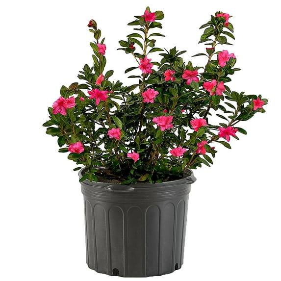 Azalea, Sunglow Live Shrub (2.25 Gallon)