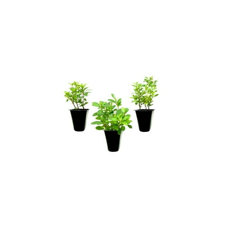 Azalea Vivid 3 Live Plants Red Flowering Rhododendron Blooming Shrubs