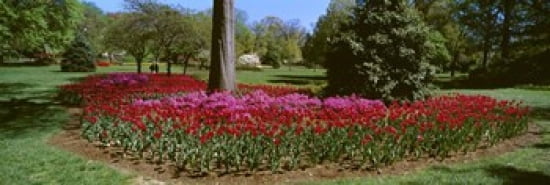 Azalea and Tulip Flowers in a park Sherwood Gardens Baltimore Maryland USA Canvas Art - Panoramic Images (36 x 12)
