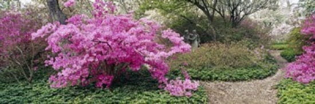 Azalea flowers in a garden Garden of Eden Ladew Topiary Gardens Monkton Baltimore County Maryland USA Canvas Art - Panoramic Images (18 x 6)