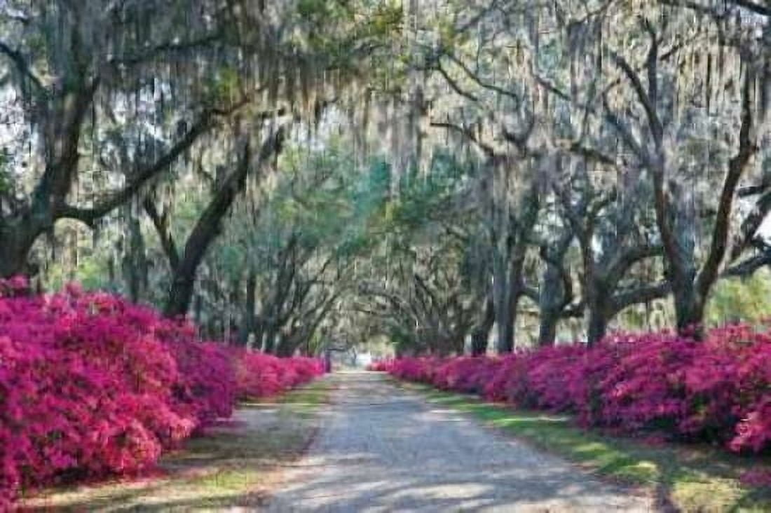Azaleas Bonaventure Canvas Art - Winthrope Hiers (12 x 18)