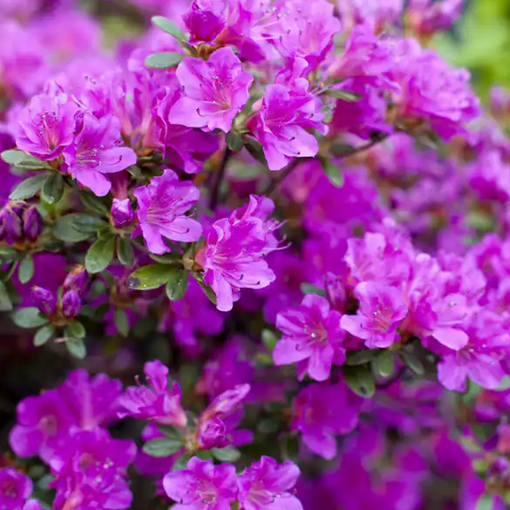 Azaleas Purple Plant Live for Planting, Purple Rhododendron Plant for Home Garden 8 to 10 Inch Tall in 3 Inch Pot