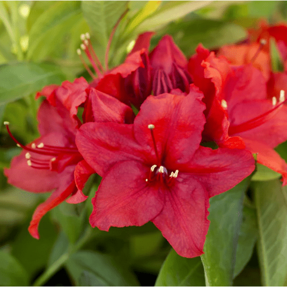 Azaleas Red Plant Live for Planting, Red Rhododendron Plant for Home Garden 8 to 10 Inch Tall in 3 Inch Pot