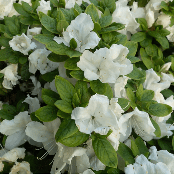 Azaleas White Plant Live for Planting, White Rhododendron Plant for Home Garden 8 to 10 Inch Tall in 3 Inch Pot