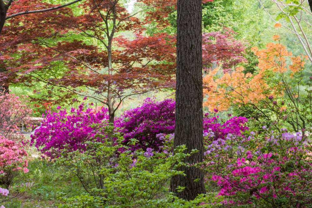 Azaleas and Japanese Maples at Azalea Path Arboretum And Botanical Gardens Hazleton Gibson County Indiana USA Canvas Art - Panoramic Images (24 x 36)