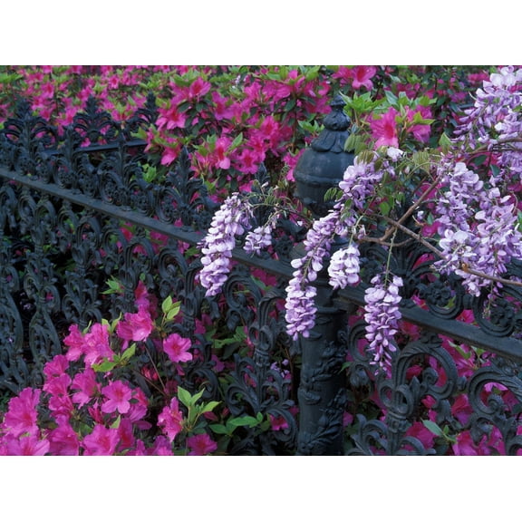 Art.com Azaleas and Wisteria Bloom at Bonaventure Cemetery, Savannah, Georgia, USA Photographic Print by Joanne Wells, 16" x 12"