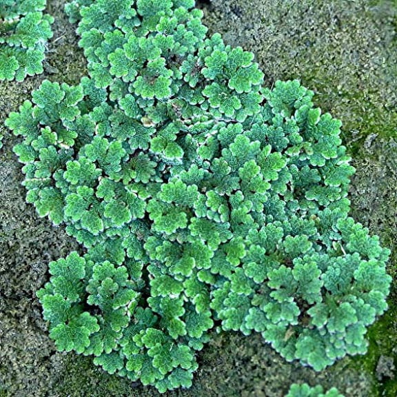Azolla filiculoides (Water Velvet) - Live Aquarium Plant