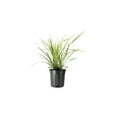 thumbnail image 1 of Aztec Grass - 2 Gallon Size Plants - Live Variegated Liriope - Ophiopogon Intermedius Argenteomarginatus, 1 of 7