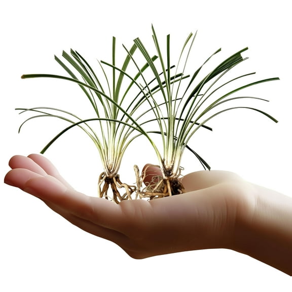 Aztec Grass | 40 Live Bare Root Pips | Liriope Muscari ‘Aztec Grass’ | Variegated Liriope | Ornamental Grass for Borders | Low Maintenance Ground Cover Plants