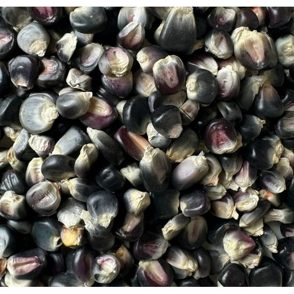 Sherwood's Seeds 20 Masa Tortilla Maize, Big Round Kernels