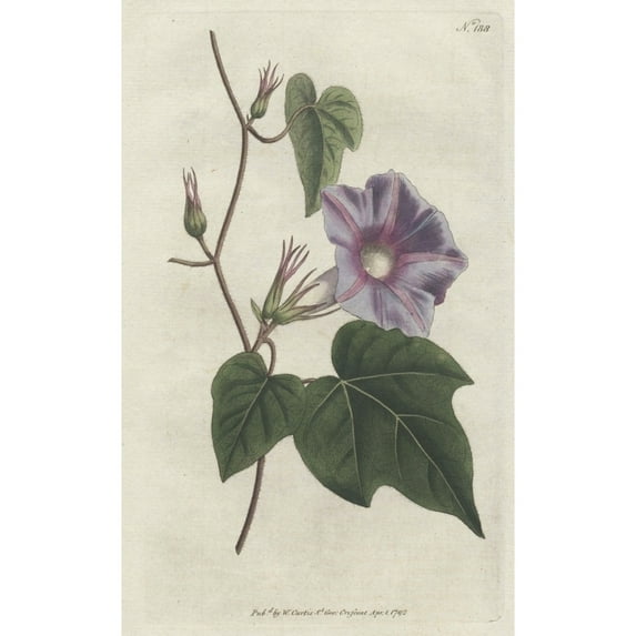 Azure Convolvulus Or Morning Glory Ipomoea Hederacea Poster Print By ?? Florilegius Mary Evans