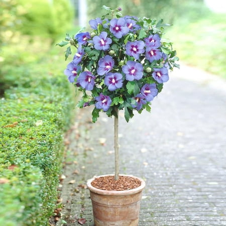 Brighter Blooms - Azurri Blue Satin® Rose of Sharon Althea Tree, 4-5 ft. - No Shipping to AK, AZ, CA, HI, OR