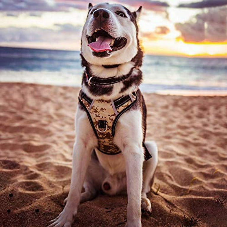 Babyltrl harness best sale