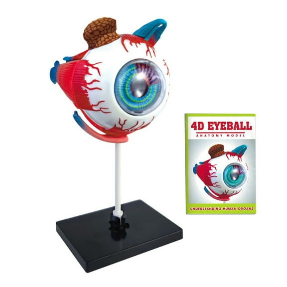 BAELLERT Human Eye Anatomical Model Detachable Accurate Eye Ball Display Model Ophthalmology Anatomy Teaching Aid Students Learning Educational STEM Toy