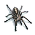 thumbnail image 1 of BAETEUY 3D Scorpion Animal Print Car Auto Trunk Body Bumper Window Decor Decals, 1 of 8
