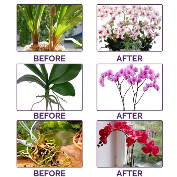 BANIRO Orchid Plant Food Suitable For All Indoor Plants,Promoting Growth And Flowering,Liquid Fertilizer 50Ml