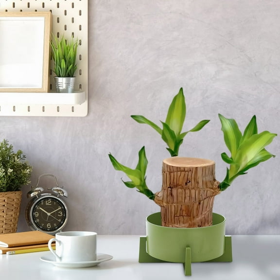 BAOPAI Sturdy and Waterproof Plants Basin for Hydroponic Money Grass Non-Porous Design Ensures Healthy Plants Growth Good for Indoor Home Decor and Garden