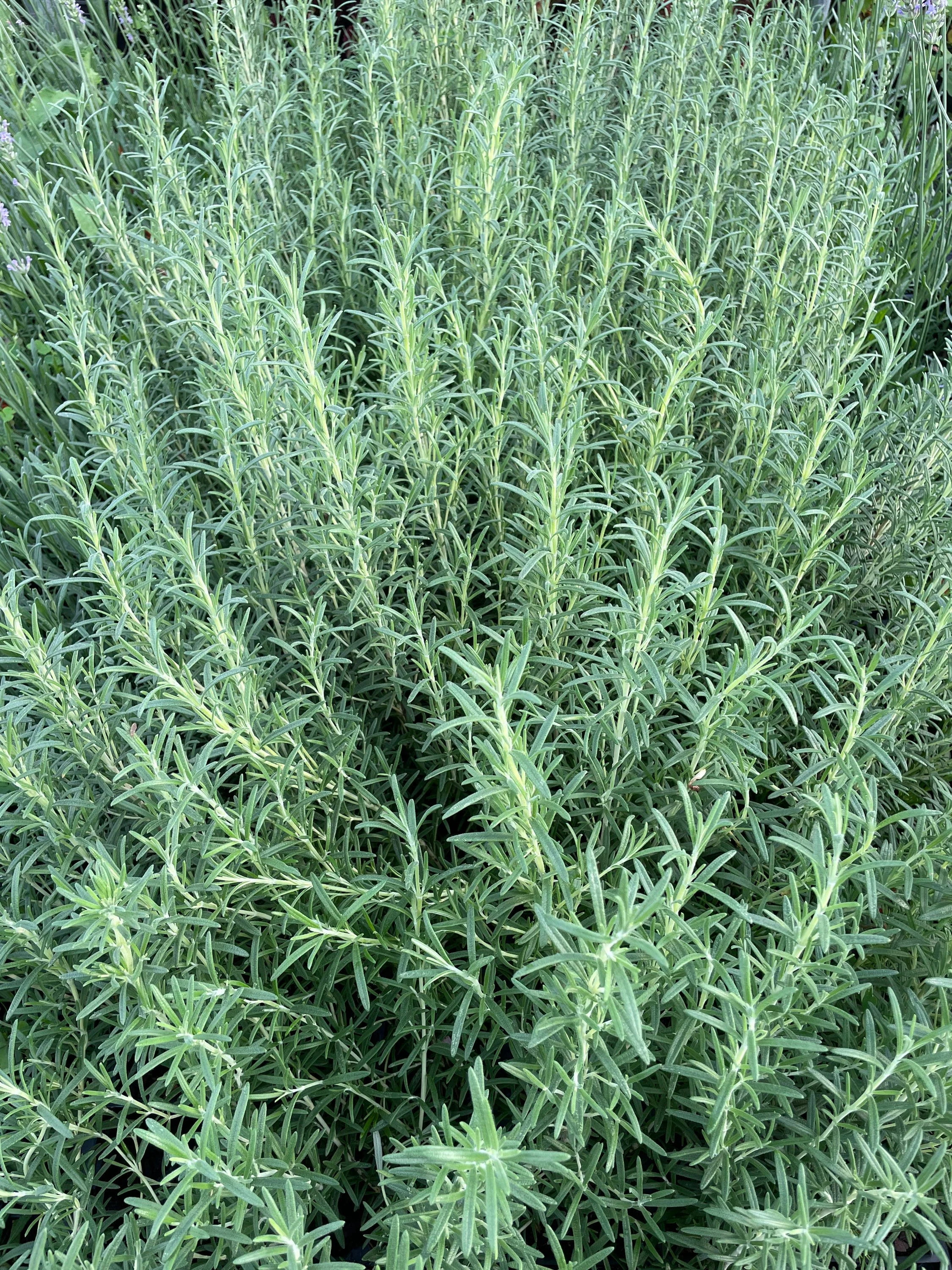 BBQ Rosemary Plants in 3.5" Pots-Aromatic Culinary Herbs