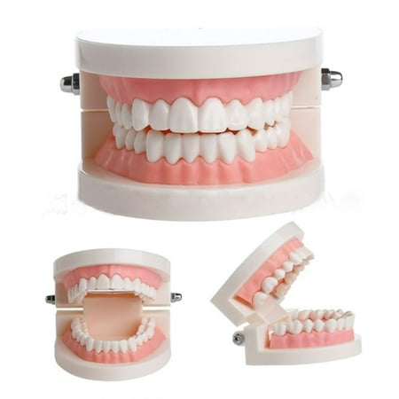 BE-TOOL Dental Standard Teeth Models Human Mouth Teaching Demonstration Tools Oral Teeth Toy White