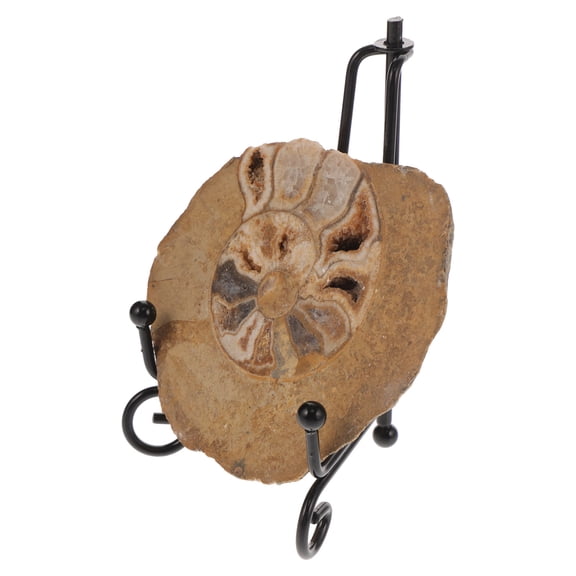 BEADCEST 1 Set Colorful Ammonite Specimen for Collection and Display 3.93X3.14X2.36in