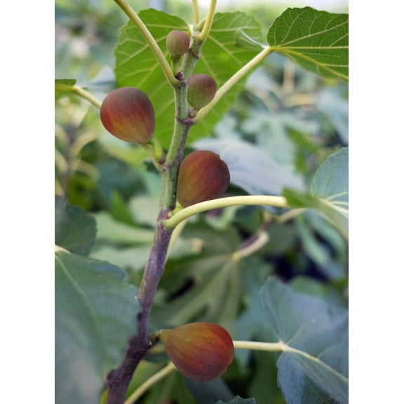 BEERS BLACK DWARF FIG TREE  DWARF FIG PLANT  SELF FERTILE