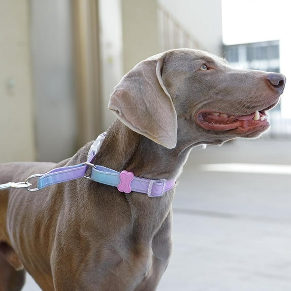 BELLA & PAL Slip Martingale Collar for Dogs, Limited Slip Design, Reflective, Escape-Proof, Gentle Control, Adjustable Training Collar with Quick-Release Strong Buckle, Nylon, Small