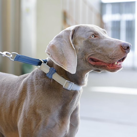 BELLA & PAL Slip Martingale Collar for Dogs, Limited Slip Design, Reflective, Escape-Proof, Gentle Control, Adjustable Training Collar with Quick-Release Strong Buckle, S