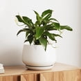 thumbnail image 1 of BEMAY 10"  White Ceramic Plant Pot with Drainage Hole and Saucer, Round Indoor Outdoor Planter for Houseplants, Flowers, Monstera, Snake Plant(Plant Not Included), 1 of 8
