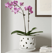BEMAY Orchid Pot, 6.5 Inch Ceramic Planter with Drainage Hole and Saucer, White Indoor Plant Pot for Repotting(Plant not included)