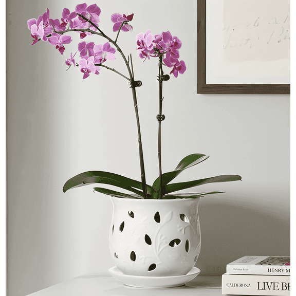 LE TAUCI Orchid Pot, 6.5 Inch Ceramic Planter with Drainage Hole and Saucer, White Indoor Plant Pot for Repotting(Plant not included)