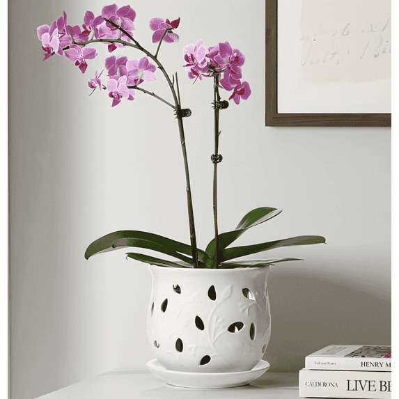 LE TAUCI Orchid Pot, 6.5 Inch Ceramic Planter with Drainage Hole and Saucer, White Indoor Plant Pot for Repotting(Plant not included)