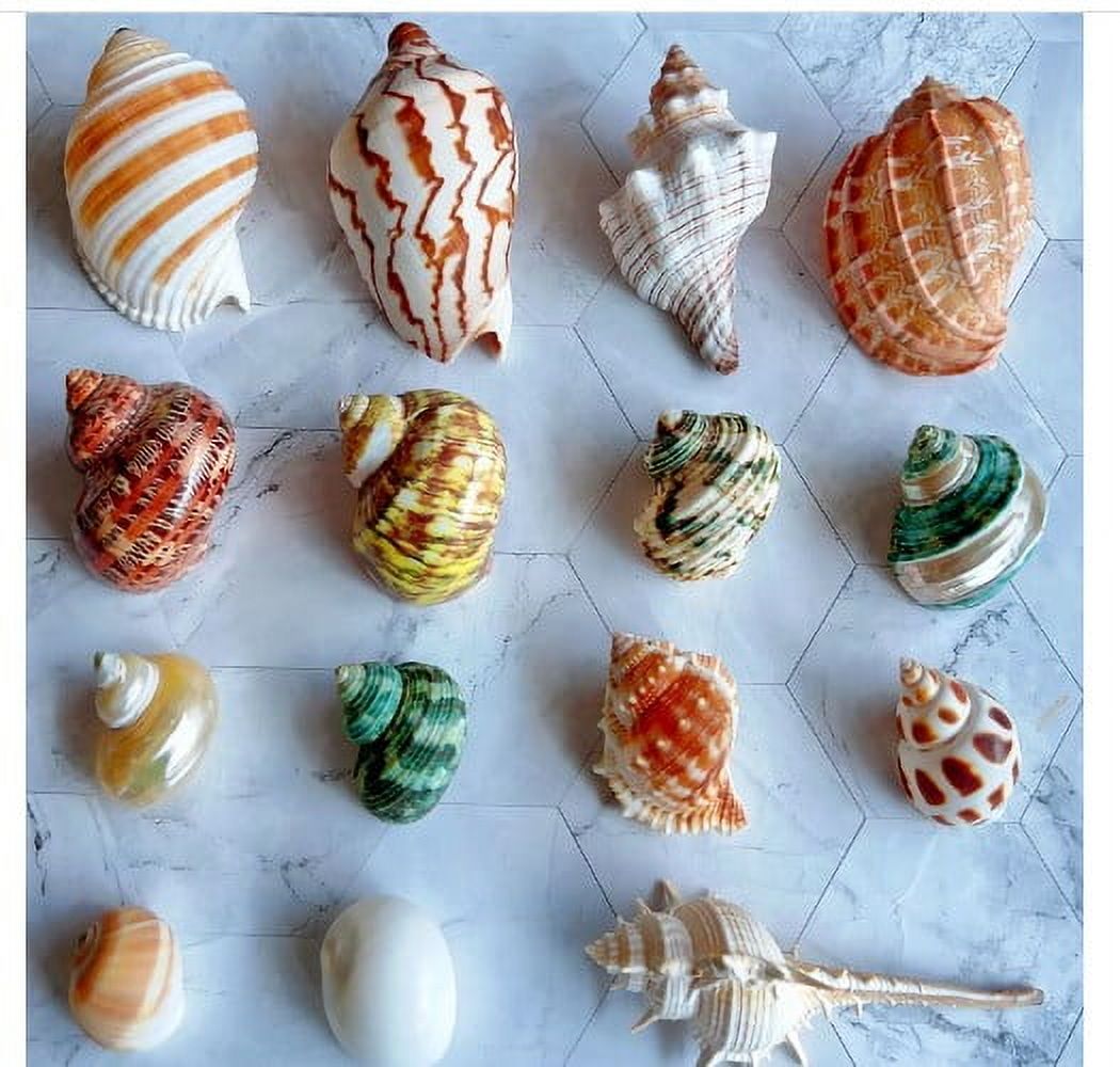 2000pcs Small Sea Shells For Crafts – Colorful Tiny Natural Shells For DIY, Beach Decor, Vase Filler & Fish Tank