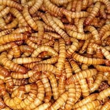 BESTBAIT 100 Count Giant Mealworms for Reptiles, Birds, Amphibians & Fishing Bait -Rich Soft-Bodied Larvae - Ideal for Bearded Dragons, Geckos, Chickens & Trout