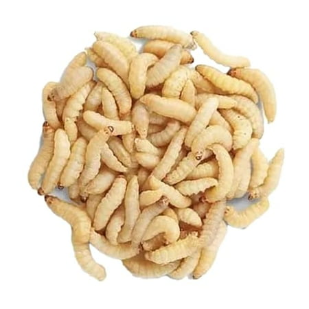 BESTBAIT 100 Count Premium Waxworms for Reptiles, Birds, Amphibians & Fishing Bait - High-Protein, Calcium-Rich Soft-Bodied Larvae - Ideal for Bearded Dragons, Geckos, Chickens & Trout