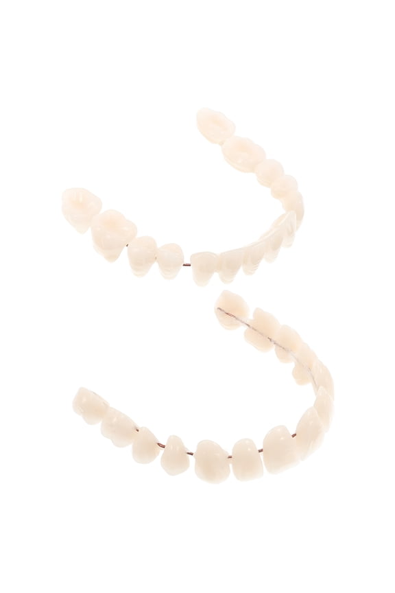 2Pcs Plastic Fake Teeth Model for Students and Educators Sessions