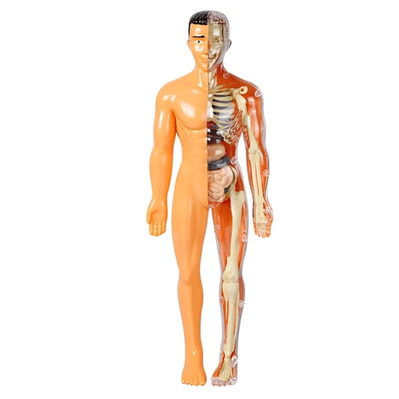 BESTSKY 3D Human Body Anatomy Model Children Plastic DIY Skeleton Toy Science Early Learning Aids Educational Toys