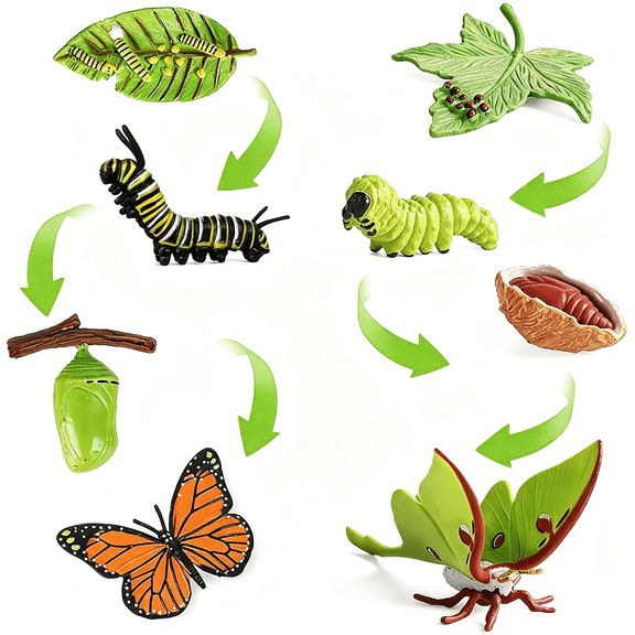 BESTSKY 8Pcs Life Cycle Figurines of Monarch Butterfly and Actias Ningpoana,Realistic Education Insects Life Cycle Toys,Caterpillar to Butterfly Kit Growth Life Stages Figures for Learning
