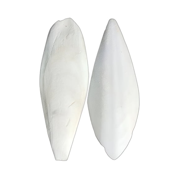 BESTSKY Cuttlefish Bone (9-12cm) Natural Cuttlefish Bone for Birds,Parrots,Tortoises Chewing and Grinding Toy for Birds