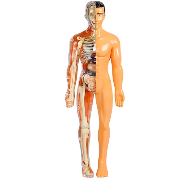 BESTSKY Human Organ Model Dissection Kit, STEM Science Body Puzzle for Kids Age 8-10, Educational Anatomy Skeleton Toy for Classroom, Home Learning, Biology Projects