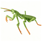 BESTSKY Large Praying Mantis Figurine   Hollow Realistic Insect Bug Model Toy for Kids   Educational Bug Toy for Science and Nature Learning Praying Mantis