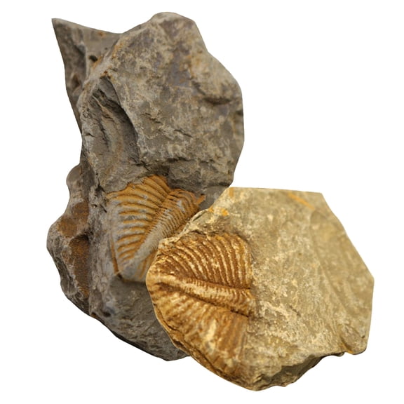 BESTYASH 2Pcs Fun Paleontology Ornaments Fossilized Trilobite Assorted Color Teaching Props