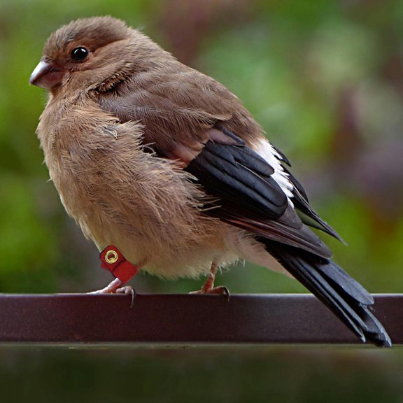 BESTYASH 4 Sets Bird Foot Protector Parrot Leg Bands Suede Cloth for Birds