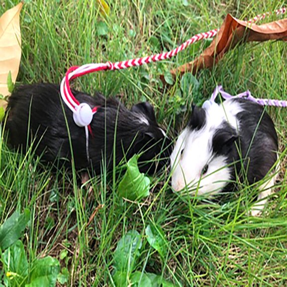 BESTYASH Adjustable Hamster Leash Made of Cotton Rope with 2 Meter Length for Comfortable Walks