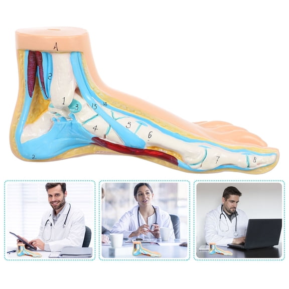 BESTYASH Beige Human Normal Foot Model Made from Vinyl for Teaching Medical Anatomy and Display