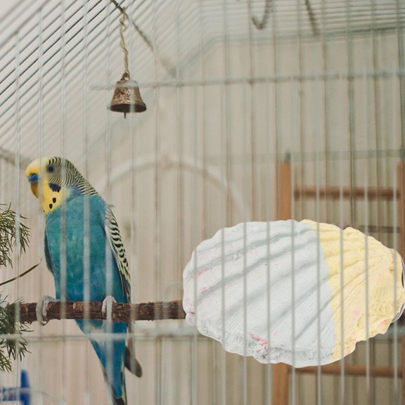 BESTYASH Calcium Enriched Bird Chew Stone for Parrots Squirrels and Small Pets Durable Material